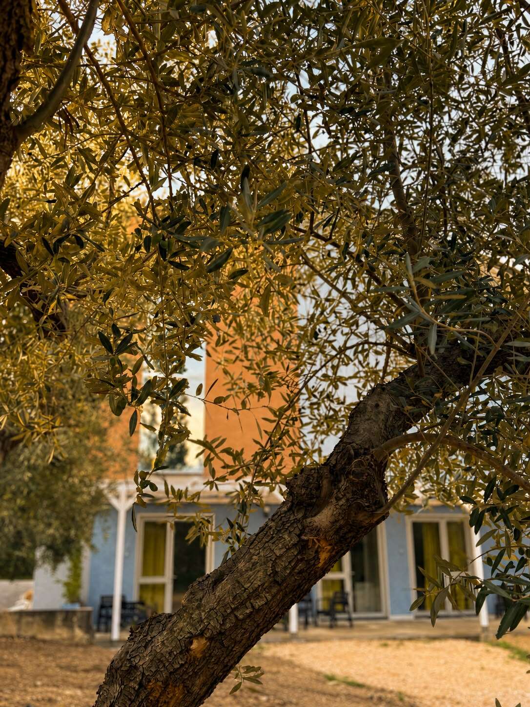 Un ramo di ulivo del giardino con la struttura sullo sfondo
