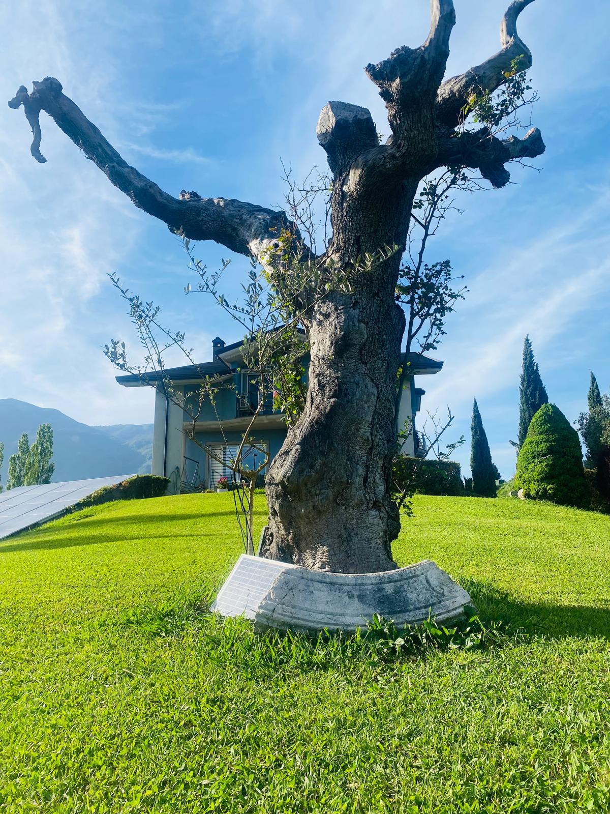 Ulivo secolare nel giardino de Il Respiro degli Ulivi, Oliveto Citra